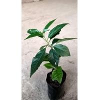 ราคา ต้นพันธุ์ ข่อยดำ เครือสังฆาต พร้อมปลูกต้นละ 79 บาท ข่อยดำหรือดังหวาย ดังหวาย แม่ยายถมลูกเขย หรือเครือสังฆาต ข่อยดำประกอบด้วยสารต้านอนุมูลอิสระ สมุนไพรข่อยดำต้มดื่ม สรรพคุณทางยาที่มีประสิทธิภาพ จึงเป็น