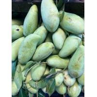 ราคา มะม่วงน้ำดอกไม้ ถูก มะม่วงน้ำดอกไม้สด มะม่วงเปรี้ยว คัดคุณภาพ (23040837230)