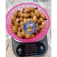 ราคา ด้วงสาคูสด ด้วงมะพร้าว อาหารชูก้าราคาถูก 100กรัม จำนวน20 30ตัว (22880071724)