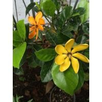 ราคา ต้นพุดน้ำบุศย์ ต้นตะบือโก ต้นพุดรักนา กิ่งปักชำ ต้นไม้มงคลความหมายดี (22960706875)