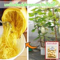 ราคา Spaghetti Squash ฟักทองสปาเก็ตตี้ 3 40 เมล็ด อัตรางอกดี ผลผลิตสูง ปลูกได้ทุกพื้นที่ ซื้อ 10 แถม 1 คละได้ (22350705497)