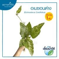 ราคา อเมซอนด่าง จำนวน 1 ต้น เลี้ยงน้ำได้ ไม้ฟอกอากาศ ไม้น้ำ ไม้บ่อปลา (22816476490)