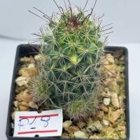 ราคา แคคตัส กระบองเพชรจิ๋ว หลากหลายสายพันธุ์ Pกระถาง2นิ้ว (22602389968)