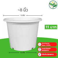 ราคา กระถาง กระถางต้นไม้ ทรงกลม เบอร์ 8 7 5 นิ้ว สีขาว Bundle 50 ใบ ชิ้น อัน (22727975957)