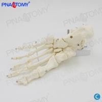 ราคา The human foot bone bone model simulation toe joint bone sole of foot ankle medical teaching anatomy (16328101226)