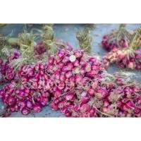 ราคา หอมแดงปึ๋งใหม่ ศรีสะเกษแท้ ตรงปก หอมแดงปึ๋ง เอาไปมัดเอง คุณภาพดี เนื้อแน่น หัวสวย 500 1000 กรัม (21185280951)