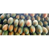 ราคา มะละกอเรดเลดี้สุกผลไม้ปลอดสารเคมีได้มาตรฐานGAPนน 1 1 2กิโล ลูก (22450252672)