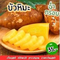ราคา ขุดสดตามออเดอร์ บัวหิมะ Yacon 1กิโลกรัม บัวหิมะ บัวหิมะสด บัวหิมะจากดอยอ่างขาง บัวหิมะปลอดสารพิษ บัวหิมะสดๆจากสวน บัวหิมะพร้อมทาน ผลไม้เมืองหนาว บัวหิมะ บัวหิมะสด หวานฉ่ำ เนื้อกรอบ เจ้าของสวนมาเอง สิ 