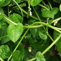 ราคา 30 เมล็ด ผักปลัง ผักปั๋ง ผักปลังเขียว Ceylon Spinach Giant Malabar Spinach Seeds (21900176838)