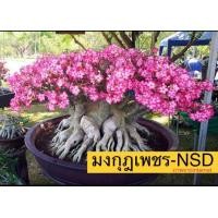 ราคา เมล็ดชวนชม เมล็ดดอกไม้ พันธุ์ยอดนิยม ราชินีพันดอก บางคล้า เขาหินซ้อน เพชรบ้านนา ฯลฯ เปอร์เซ็นการขึ้นดีมาก เพาะง่าย ไม้มงคล (20130061608)