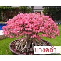 ราคา เมล็ดชวนชม เมล็ดดอกไม้ พันธุ์ยอดนิยม ราชินีพันดอก บางคล้า เขาหินซ้อน เพชรบ้านนา ฯลฯ เปอร์เซ็นการขึ้นดีมาก เพาะง่าย ไม้มงคล (20130061614)