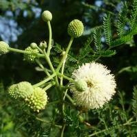 ราคา 50 เมล็ด กระถิน กระถินไทย กระถินบ้าน กะเส็ดโคก กะเส็ดบก Leucaena Seeds (21739847967)