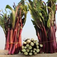 ราคา 100 เมล็ด คะน้าก้านแดง คะน้าฮ่องกง Red Chinese Kale Seeds (21824815648)