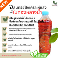 ราคา ฟาร์มบ้านเรา จุลินทรีย์สังเคราะห์แสงจากใบทองหลางน้ำ จุลินทรีย์สังเคราะห์แสงจากพืช ปลอดภัย ใช้เลี้ยงไข่ผำ ต้นเคลKaleได้ดี (22780030623)