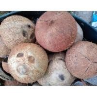 ราคา กะลามะพร้าว แก่ผ่าซีกขัดผิวทำความสะอาด (22708198568)