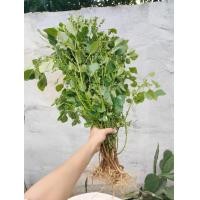 ราคา ต้นตำแยแมวสดพร้อมราก หรือ กัญชาแมว สำหรับน้องแมว ชุดละ 10 ต้น แถมฟรี 2 ต้น (22159803877)