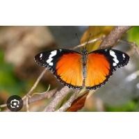 ราคา ชุดหนอนผีเสื้อปีกไข่ใหญ่ สำหรับให้เด็กๆได้เรียนรู้ชีวิตผีเสื้อ (15261894763)