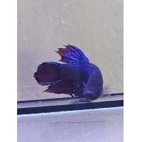 ราคา ปลาหม้อสายกัด แปดริ้ว หัวบ่อหม้อแปดริ้ว หม้อนำเข้า กัดดุมาก ทนมาก หนังเหนียวฟันคม ได้ไปสุดจัดแน่นอน ส่งด่วน รับประกันสินค้า100 (23144446659)