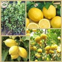 ราคา ต้นเลมอนอเมริกันมีความสูง 80 100 ซม ต้นกล้ากิ่งตอน ต้นเลมอนอเมริกันให้ผลผลิตสูง เจริญเติบโตแข็งแรง และให้ผลขนาดใหญ่และฉ่ำ (22940509123)