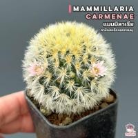 ราคา แมมมิลาเรีย คามิเน่เหลืองดอกชมพู Mammillaria carmenae แคคตัส กระบองเพชร cactus succulent (12147996159)