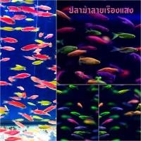 ราคา อาหารปลา ปลาม้าลายเรืองแสงคละสี เซ็ท 10 แถม 2 (22844484549)