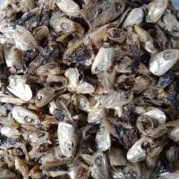 ราคา หัวปลากะตักตากแห้ง 5กิโลกรัม140บาท (22505081051)