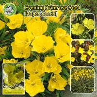 ราคา ปลูกง่าย เมล็ดสด 100 เมล็ดพันธุ์ อีฟนิ่งพริมโรส สีเหลือง บอนสี Yellow Evening Primrose Flower Seeds เมล็ดดอกไม้ เมล็ดบอนสี ต้นไม้มงคล บอนสี เมล็ดดอกไม้ ต้นไม้มงคล บอนสี เมล็ดบอนสี บอนไซ ต้นไม้ ดอกไม้ 