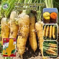 ราคา เมล็ดสด 100 เมล็ดพันธุ์ แครอทสีเหลือง Yellow Carrot Seeds Vegetable Seeds for Planting ผักออร์แกนิก เมล็ดแครอท เมล็ดพันธุ์แท้ OP เมล็ดพันธุ์ผัก เมล็ดผักสวนครัว บอนไซ ผักสวนครัว พันธุ์ผัก เมล็ดผัก ปลูก