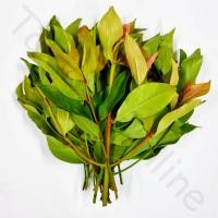 ราคา สดใหม่จากไร่ ใบชะมวง สด สะอาด รับประกันคุณภาพ ราคา ถูก ส่ง (21016347425)