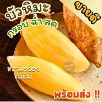 ราคา เก็บสดใหม่ บัวหิมะ Yacon 1กิโลกรัม บัวหิมะ บัวหิมะสด บัวหิมะจากดอยอ่างขาง บัวหิมะปลอดสารพิษ บัวหิมะสดๆจากสวน บัวหิมะพร้อมทาน ผลไม้เมืองหนาว บัวหิมะ บัวหิมะสด หวานฉ่ำ เนื้อกรอบ เจ้าของสวนมาเอง สินค้าพ 