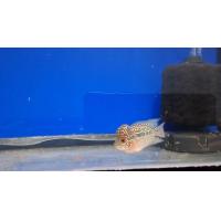 ราคา ปลาหมอสีฟลาวเวอร์ฮอร์น ขนาด2 6นิ้ว ทรงสั้น มุกเข้ม มาร์คยาว ใบหางใหญ่ ครบเครื่อง มุกข้ามหัว หัวโหนก (22902309099)