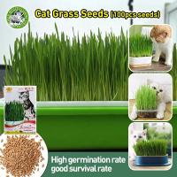 ราคา เมล็ดสด 100 เมล็ด หญ้าแมว Organic Natural Cat Grass Seeds High Germination Non GMO Cat Grass Seeds Bonsai Pet Grass Seeds Herb Seeds เมล็ดพันธุ์ผัก เมล็ดบอนสี ชุดปลูกหญ้าแมว หญ้าแมว ข้าวสาลี ขนมแมว ข้