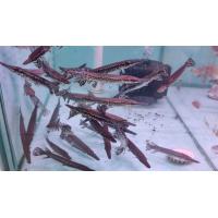 ราคา พร้อมส่ง ป อัลลิเกเตอร์ ขนาด 4 5 5 นิ้ว มีรับประกันระหว่างส่ง (23089060868)