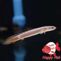 ราคา อาหารปลา ปลาบิเซีย ไซร้2 5 3นิ้ว มีประกันสินค้าคะ (22824210259)