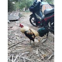 ราคา ไข่ไก่ชน พม่าลำดีตีแม้น ตีหูตีตา มีลำหักลำตายครับ (21147040950)