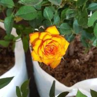 ราคา ต้นกุหลาบหนู สีเหลืองทอง ดอกไม้แห่งความรัก จัดส่งพร้อมถุง 6 นิ้ว ลำต้นสูง 30 40 ซม (20978503408)