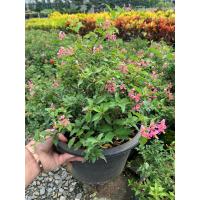 ราคา ต้นเชอรี่แคระ บอนไซ ต้นไม้แคระ พุ่มขนาด 15 20 ซม กระถาง 11 นิ้ว Barbados Cherry พุ่มสวยทุกต้น บอนไซเชอรี่แคระ บอนไซ ดอกสีชมพูม่วง ลูกสีแดง กินได้ (15836286586)