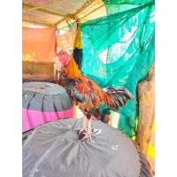 ราคา ไข่ไก่ชนมวยเชิงตีลำหนักลำแน่น พ่อพันธุ์ตีชนะมาแล้ว 5 ไฟล์ (12024999973)