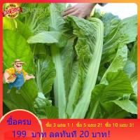 ราคา ผักกาดเขียวปลี MUSTARD SEEDS MUSTASA SEEDS 1500 seeds Chinese ปลูกได้หลากหลายพื้นที่ เมล็ดพันธุ์คัดสรรคุณภาพ ความหวังในการเก็บเกี่ยว เจริญเติบโตแข็งแรง สดใหม่เร็ว รสชาติธรรมชาติบริสุทธิ์ ปลูกได้ทุกฤดู