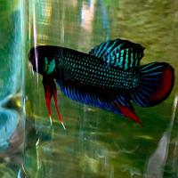 ราคา กัดป่าใต้ลูกผสมเชื้อต่ำ25 (22872081865)