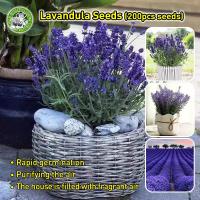 ราคา เม็ดพันธุ์ ลาเวนเดอร์ ดอกไม้หอม Lavender Flower Seeds เมล็ดพันธุ์ ลาเวนเดอร์ อังกฤษ English Lavender Seed บอนสี เมล็ดดอกไม้ บอนไซ บอนสีหายาก ต้นไม้มงคล เมล็ดบอนสี ดอกไม้ปลูกสวยๆ ต้นบอนสี ไม้ประดับ ดอก