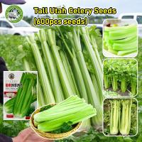 ราคา ปลูกง่าย เมล็ดพันธุ์ เซเลอรี่ คื่นฉ่ายยักษ์ คื่นฉ่ายฝรั่ง Celery Utah คุณภาพดี ของแท้ 100 คื่นฉ่ายยักษ์ เมล็ดพันธุ์ Tall Celery Seeds ก้านอวบ คื่นฉ่ายฝรั่ง เมล็ดพันธุ์ High Yield Celery Seeds for Plan
