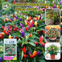 ราคา ปลูกง่าย COD ของแท้ 100 พริกสีรุ้ง เมล็ดพันธุ์พริก7สี เมล็ดพริกสีรุ้ง High Yield Rainbow Chili Pepper Seeds for Planting Ornamental Hot Pepper Seeds Bonsai Vegetable Seeds High germination พริกประดับ 