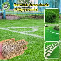 ราคา ปลูกง่าย สินค้าดี มีคุณภาพ เมล็ด หญ้าเบอร์มิวด้า ปลูกได้ทั้งปี งอกง่าย เมล็ดพันธุ์ เมล็ดหญ้า Bermuda Grass Seeds Lawn Grass Seed เมล็ดพันธุ์ เมล็ดหญ้า เมล็ด หญ้าเบอร์มิวด้า หญ้าญี่ปุ่น หญ้านวลน้อย หญ้
