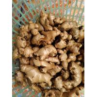 ราคา แม่ขิง ขิงแก่ ขิงสด ขนาด 2 กก (23138825996)