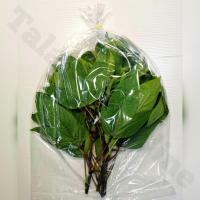 ราคา สดจากไร่ ใบกระเจี๊ยบ สด สะอาด รับประกันคุณภาพ ราคาถูก ที่่สุด ราคาส่ง (21380493270)