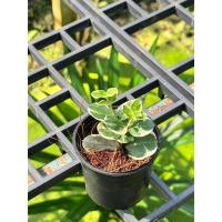 ราคา มหาเฮงด่าง ไม้หีบงามด่าง พร้อมกระถาง 5 นิ้ว (23171852383)