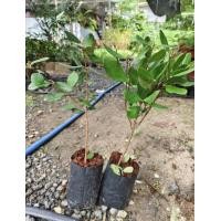 ราคา 1ต้น ต้น ปักชำกิ่ง สูง 55 60cm ฝรั่งเฟโจ ฝรั่งเฟวโจว Feijoa ฝรั่งเฟโจว ฟีโจ สับปะรดฝรั่ง ฝรั่งบราซิล Guavasteen ศรัณย์รักษ์ (22139314935)