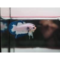 ราคา ปลากัดมาเบิ้ลดอทสีฟ้าขาว สวยงาม เพศผู้ อายุ3 5เดือน มีรับประกันสินค้า มีเก็บเงินปลายทาง (23129956447)