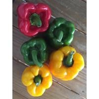 ราคา สดใหม่ จากสวน พริกสามสี พริกยักษ์ Sweetpepper 1KG สด สวย มาก ราคาถูก ราคาส่ง (20957753088)